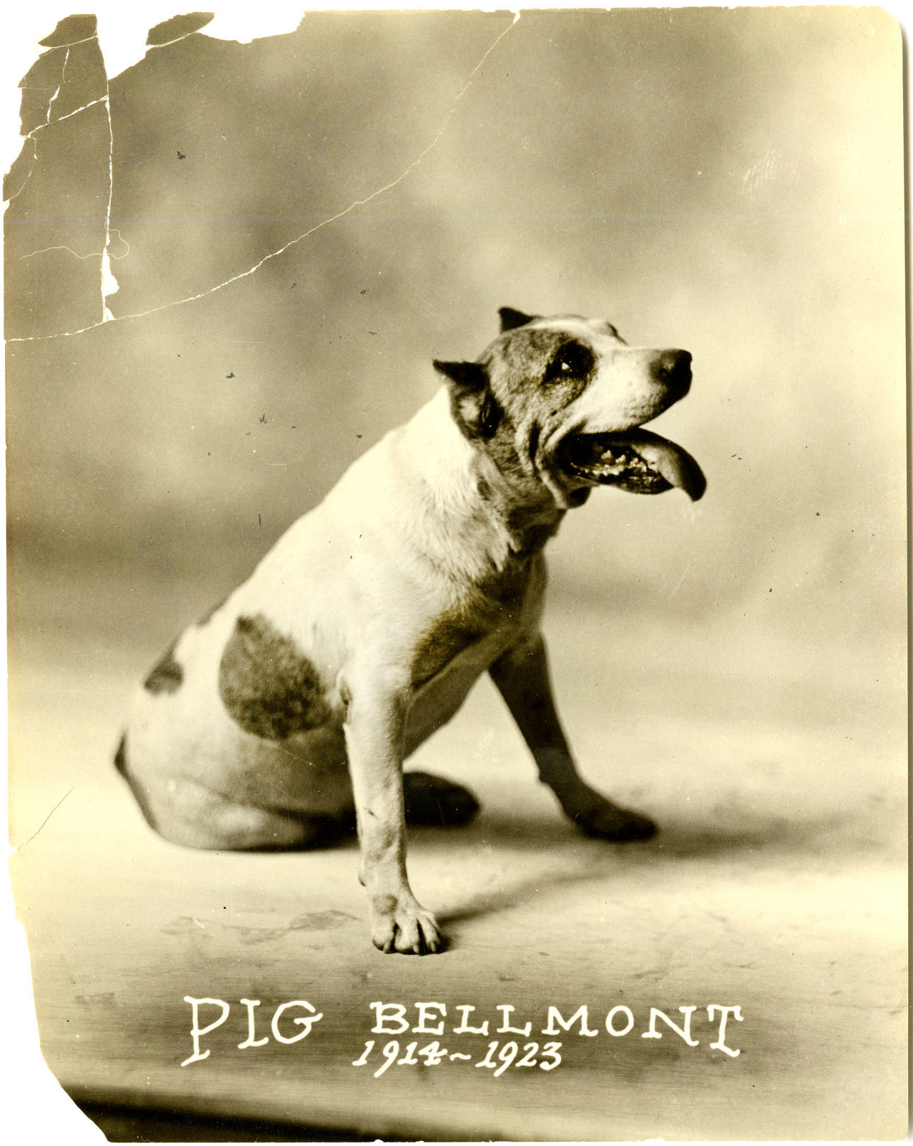 Pig Belmont
